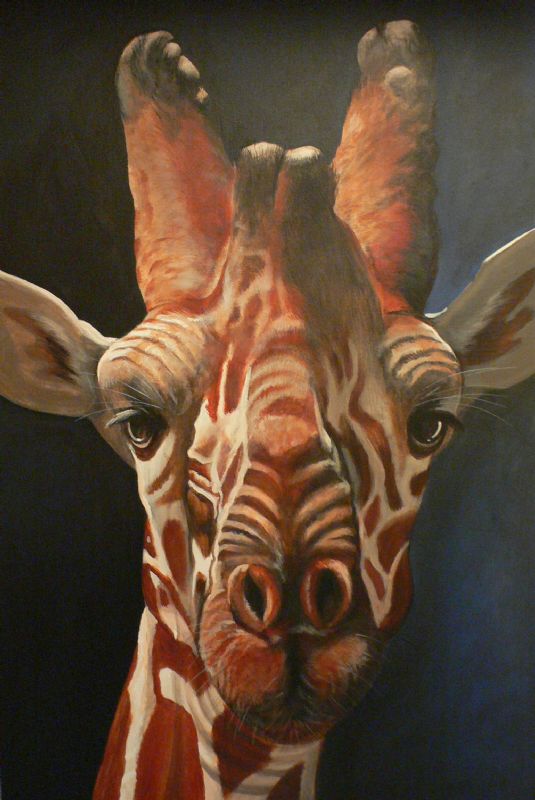 Reticulated giraffe